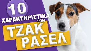 ΤΖΑΚ ΡΑΣΕΛ - 10 Χαρακτηριστικά των Jack Russell Terrier!