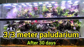 What happens in plants in  this paludarium after 30 days?☘️❤️