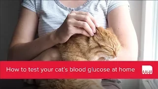 How to test your cat's blood glucose at home