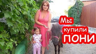 VLOG Мы купили пони