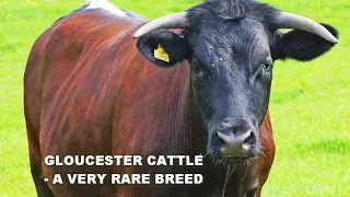 GLOUCESTER CATTLE - A VERY RARE BREED