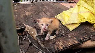 Kitten very cry I can not see his mom, Kitten very hungry they need mom so much