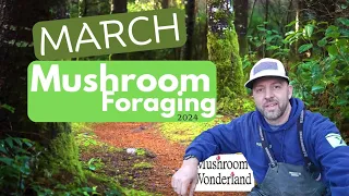 March Wild Mushrooms, 2024