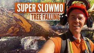 Working into a shallow draw | Where to strategically fall rotten trees on a Heli job