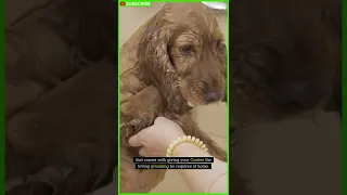 How to Groom a Cocker Spaniel #shorts