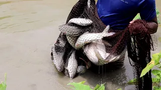 Net Fishing | Traditional Cast Net Fishing In The Village Pond | Fishing By Cast Net (Part - 67)