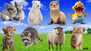 Relaxing and Adorable Animal Moments: Sheep, Cat, Duck, Leopard, Rabbit - Soothing Music in Nature