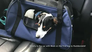 Dog Travel Vlog ✈️🚈🛳 24 hr plane, train & ferry journey from Europe - UK with puppy