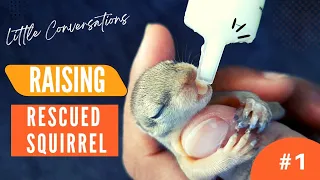 Raising A Rescued Squirrel Part 1 | How To Feed Baby Squirrel | Little Conversations | Sana Firdaus