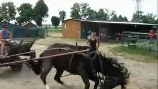 Horse abuse in Poland, how definitely NOT to teach a horse to be driven