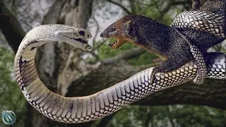 MONGOOSE ─ Even The King Cobra and Black Mamba are Afraid of This Snake Killer