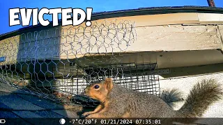 How to Get Rid of Squirrels in Attic