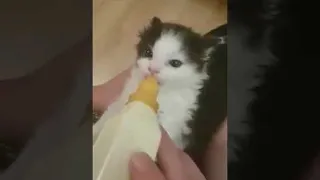 Rescue Kitten Wiggles His Ears || ViralHog