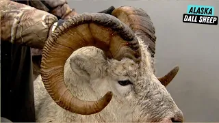 Epic Hunt for Dall Sheep in Rugged Alaska