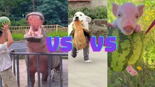 O MELHOR vídeo sobre animais que VOCÊ verá HOJE