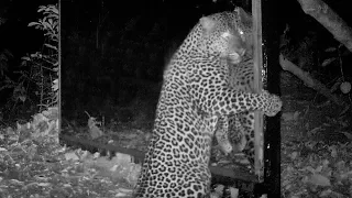 A male and a female leopard overuse a mirror for their SMS. The gorilla disapproves. (Gabon jungle)