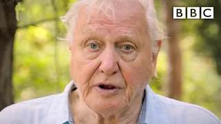 We need IMMEDIATE action to stop extinction crisis, David Attenborough - BBC