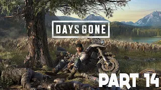 Days Gone Gameplay Walkthrough :: PS4 Pro :: Part 14 :: THE HORDE!!