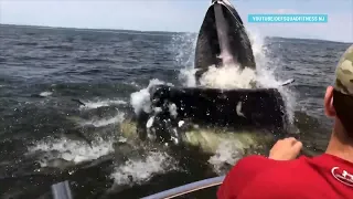 Возвращение китов в НЬЮ-ЙОРК, NEW YORK