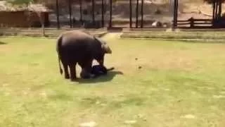 Реакция слона, когда обижают смотрителя