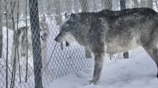 Западносибирская лайка против Канадского волка. Wolves in action.