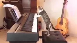 Cat playing PIANO... Viral Cat video... World's most TALENTED cats on the WEB... Cute Cat videos...