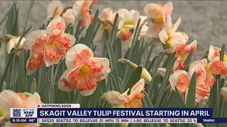 Skagit Valley Tulip Festival starting in April | FOX 13 Seattle
