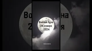 ВОЛЧЬЕ ПОЛНОЛУНИЕ 🐺 🌕 25 января 2024