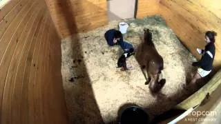 Mini mare Chloe gives birth to Starberry