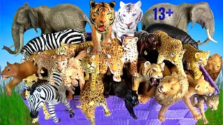 Big Cat Week 2020 - Lion, Tiger, Jaguar, Cheetah, Leopard, Elephant, Zebra, Hippo, White Lion 13+