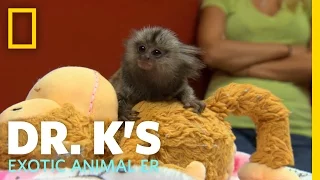 A Marmoset Mama | Dr. K's Exotic Animal ER