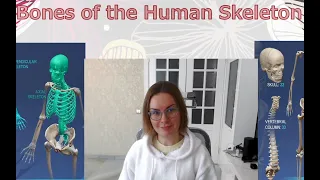 Медицинский английский: кости человеческого скелета // Medical English: Bones of the Human Skeleton