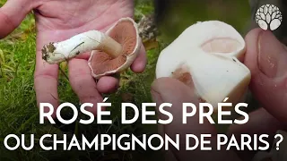 Rosé des prés : un petit air de champignon de Paris !