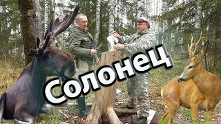 Солонцы Привада для лося и косуль Таежные приключения