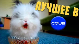 Смешные ПРИКОЛЫ 2016 COUB & VINE # 103 Funny video Best fail Compilation Подборка смешных видео