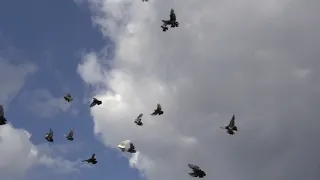 Тренировка голубей на Краматорском голубедроме  21 07 2020 год