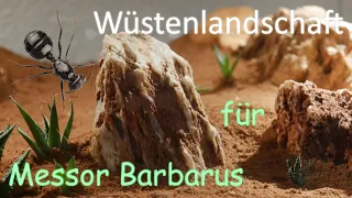 Bau einer epischen Wüstenlandschaft für Messor Barbarus Ameisen [4K]