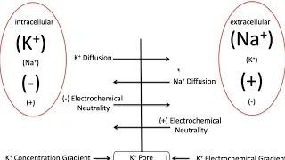 Potassium Lecture Part 1