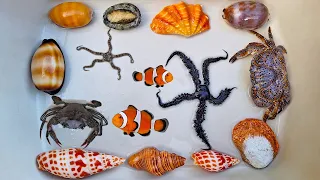 Finding hermit crab and ornamental fish, crab, shell, conch, snail, clownfish, pufferfish, abalone