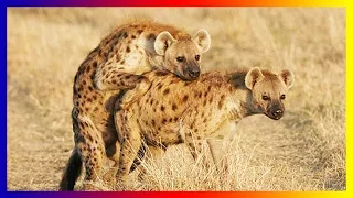 Wild Animals Life Hyena Mating And Giving Birth In Nature