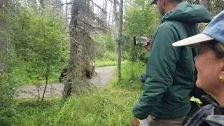 Alaskan Brown Bears on the trail to Brooks Falls Katmai National Park
