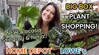 NEW Alocasia Stingray & Ninja at HOME DEPOT!! Big Box Plant Shopping Lowe's & Home Depot in Michigan