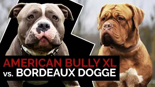American Bully XL vs. Bordeaux-Dogge | Aggressive Kampfhunde oder Familienhunde? Training & Infos