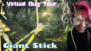 Giant Stick Bug in the Cloud Forest!