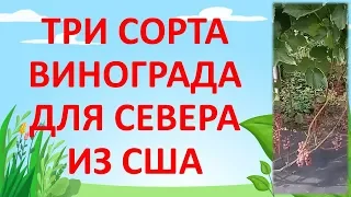 ТРИ СОРТА ВИНОГРАДА 🍇 БЕЗ СЕМЯН ИЗ США 🇺🇸 Какой сорт винограда посадить. Сидлис. Кишмиш.