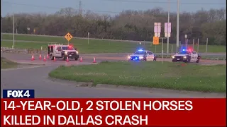 14-year-old, 2 stolen horses killed in crash along Dallas highway