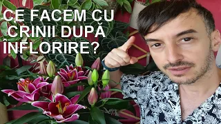 Ce trebuie sa faci cu Crinii după inflorire