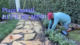 ( Blue My Mind ) plant install
