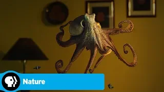 Official Preview | Octopus: Making Contact | NATURE | PBS