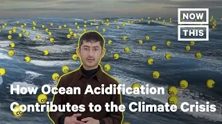 What Is Ocean Acidification? | NowThis